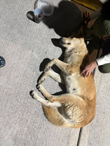 Foto del avistamiento de perro