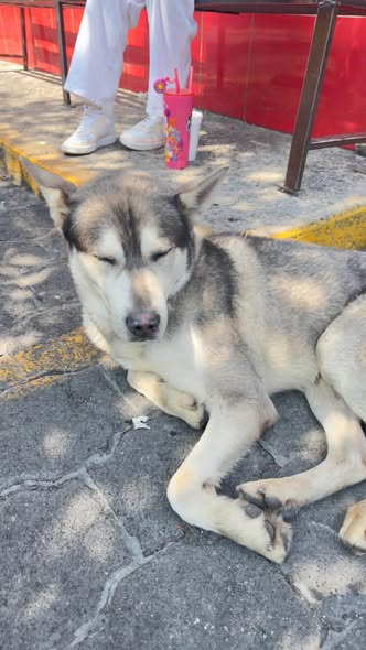 Foto del avistamiento de perro