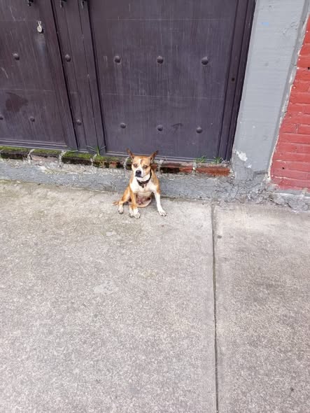 Foto del avistamiento de perro