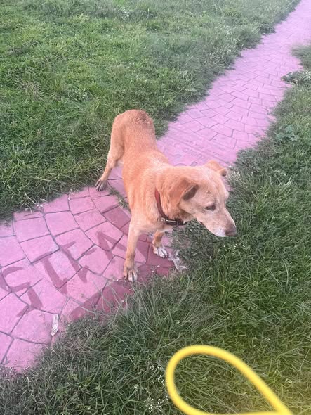 Dog sighting photo