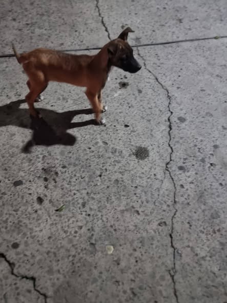 Foto del avistamiento de perro