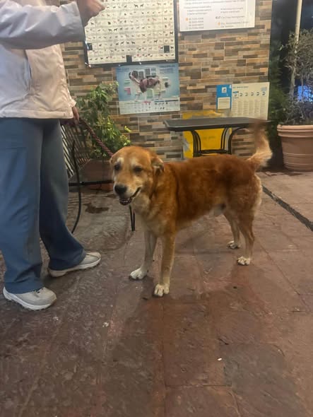 Foto del avistamiento de perro