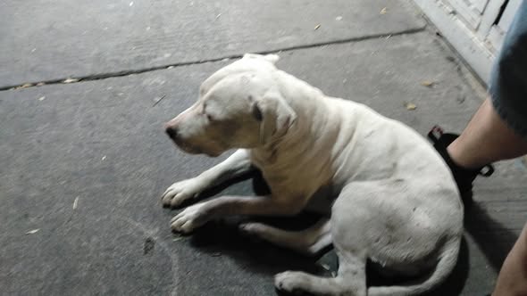 Dog sighting photo