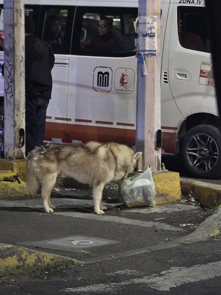 Dog sighting photo