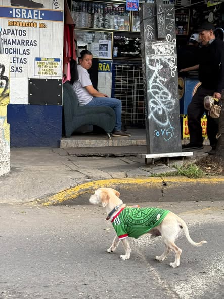 Foto del avistamiento de perro