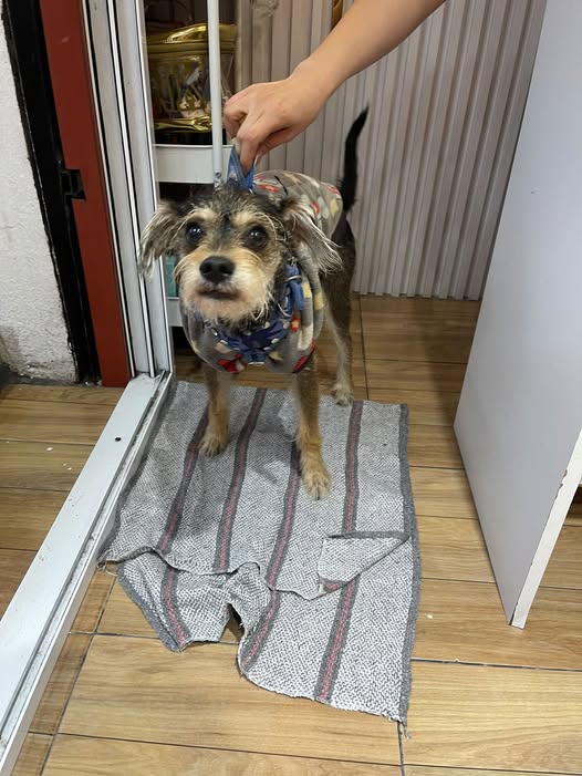 Foto del avistamiento de perro
