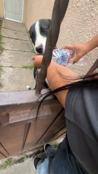 Dog sighting photo
