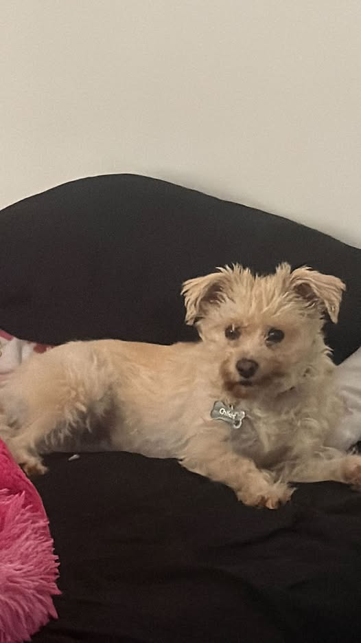 Dog sighting photo