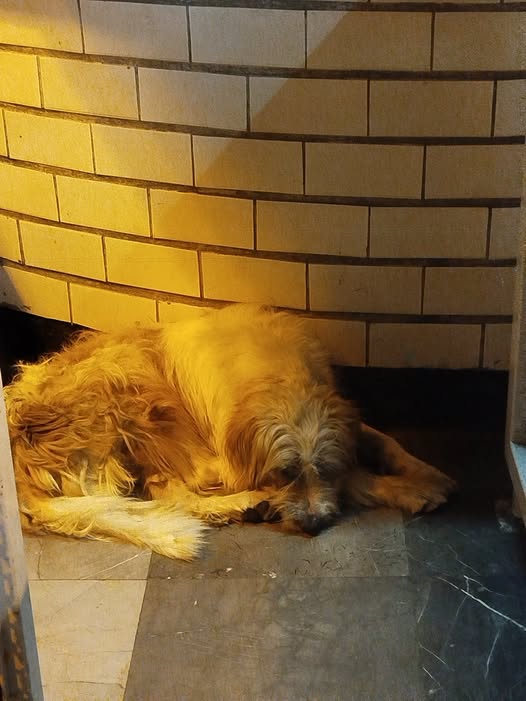 Foto del avistamiento de perro