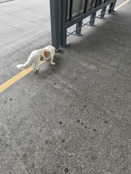 Foto del avistamiento de perro