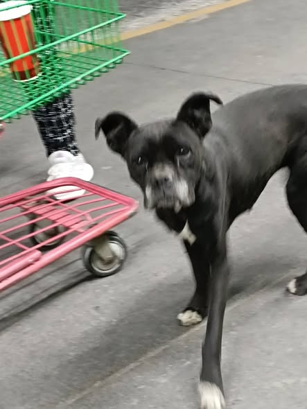 Dog sighting photo