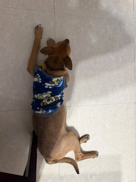 Foto del avistamiento de perro
