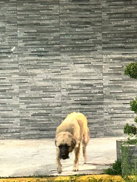 Foto del avistamiento de perro
