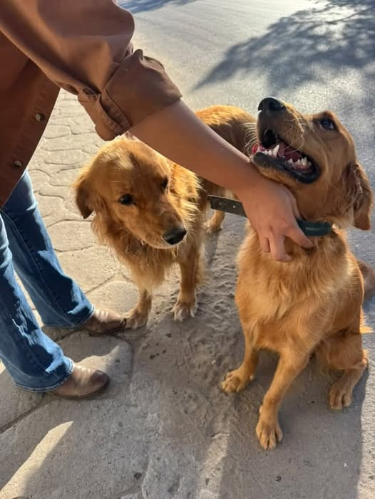Dog sighting photo