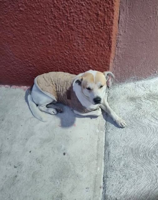 Foto del avistamiento de perro