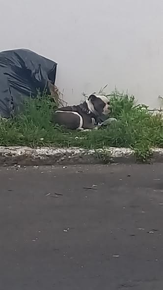 Dog sighting photo