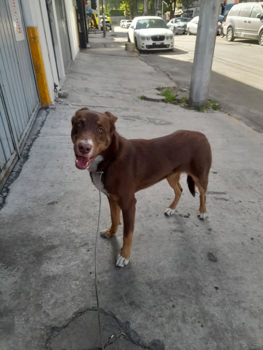 Dog sighting photo