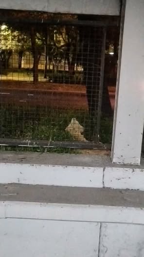 Foto del avistamiento de perro