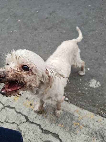 Dog sighting photo