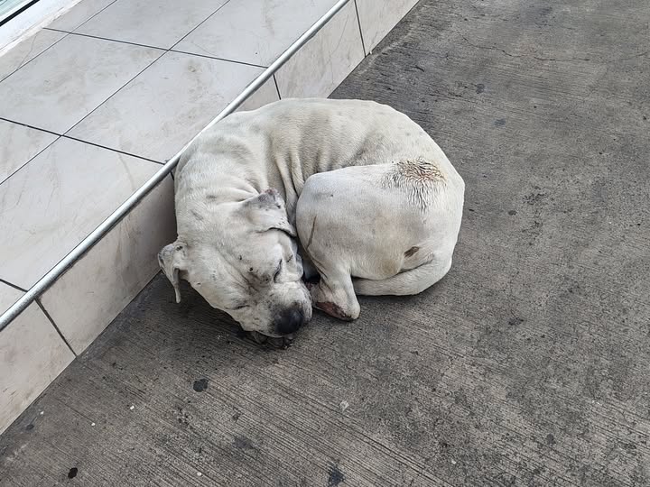 Dog sighting photo