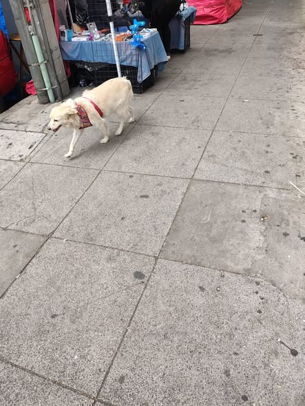 Dog sighting photo