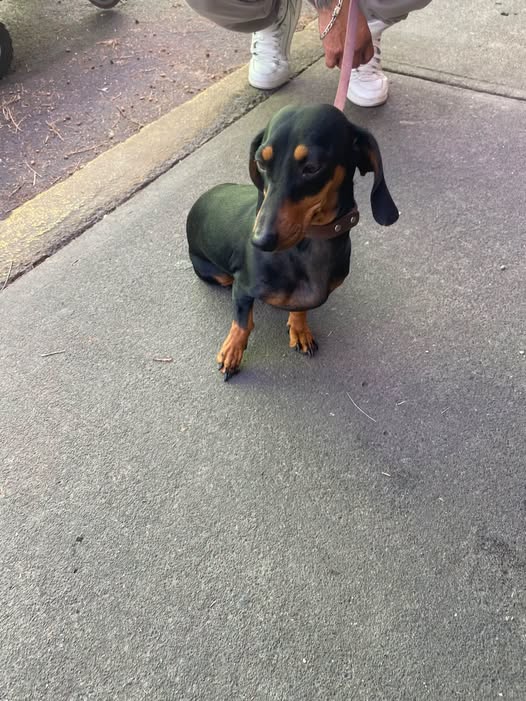 Foto del avistamiento de perro