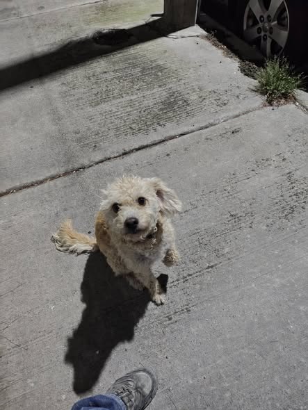Foto del avistamiento de perro