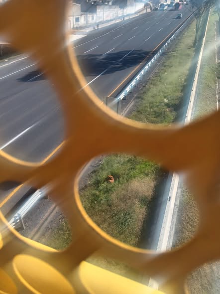Foto del avistamiento de perro