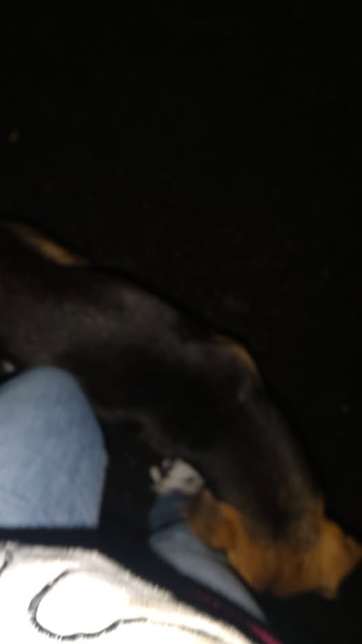 Foto del avistamiento de perro