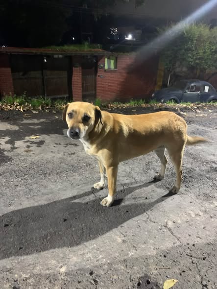 Foto del avistamiento de perro