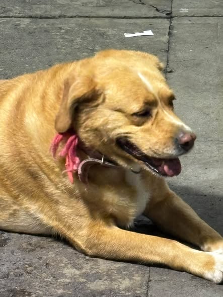 Foto del avistamiento de perro