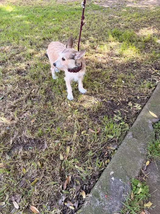 Foto del avistamiento de perro
