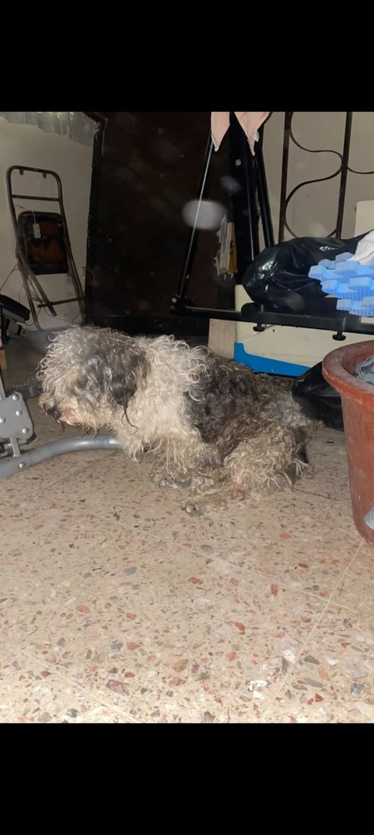 Foto del avistamiento de perro