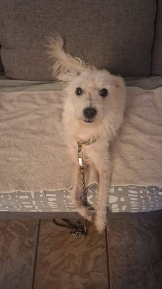 Dog sighting photo