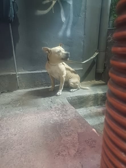 Dog sighting photo
