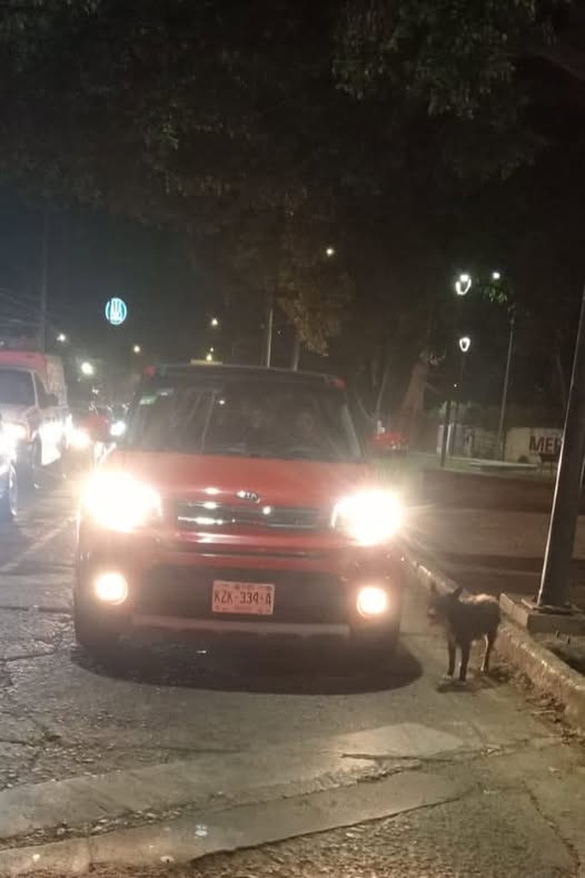 Dog sighting photo