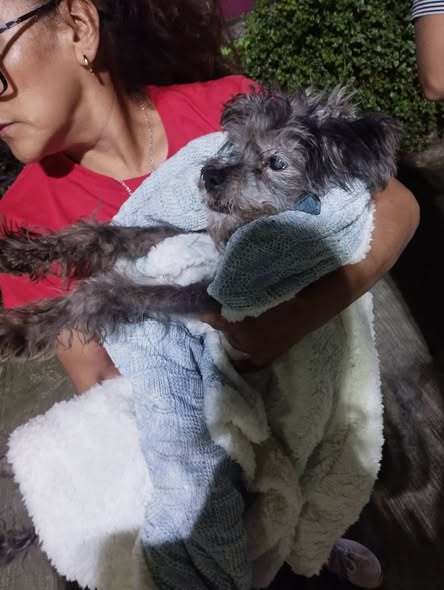 Foto del avistamiento de perro