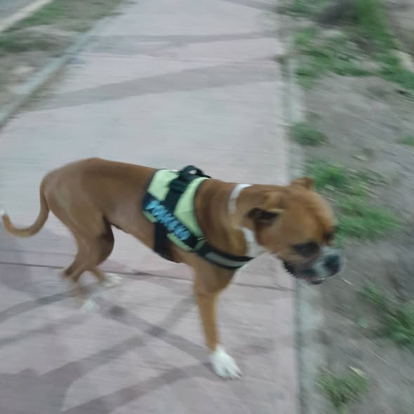 Foto del avistamiento de perro