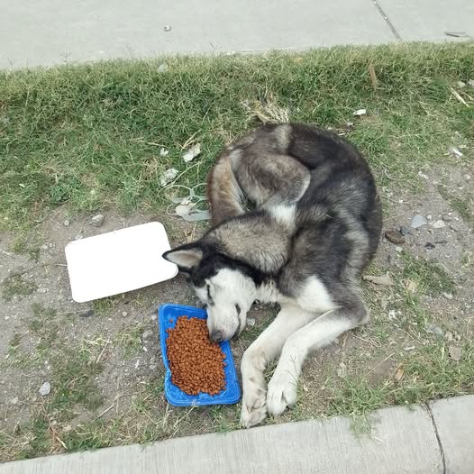 Dog sighting photo