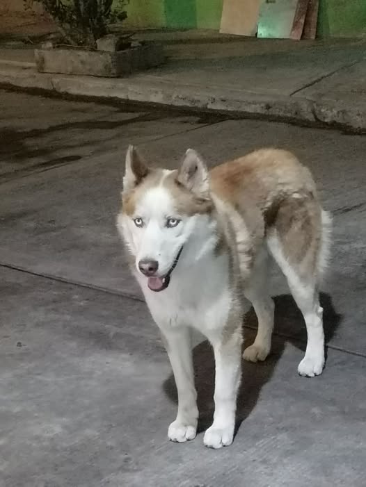 Foto del avistamiento de perro