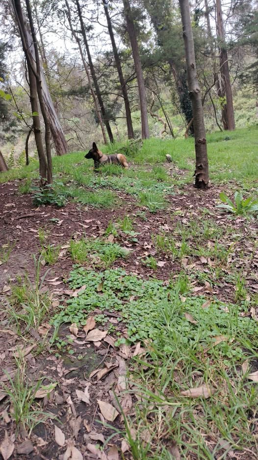 Foto del avistamiento de perro