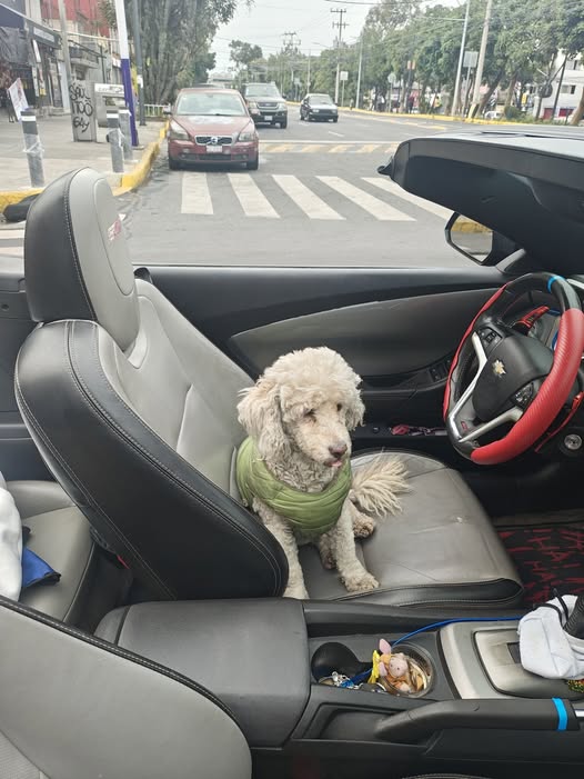 Foto del avistamiento de perro