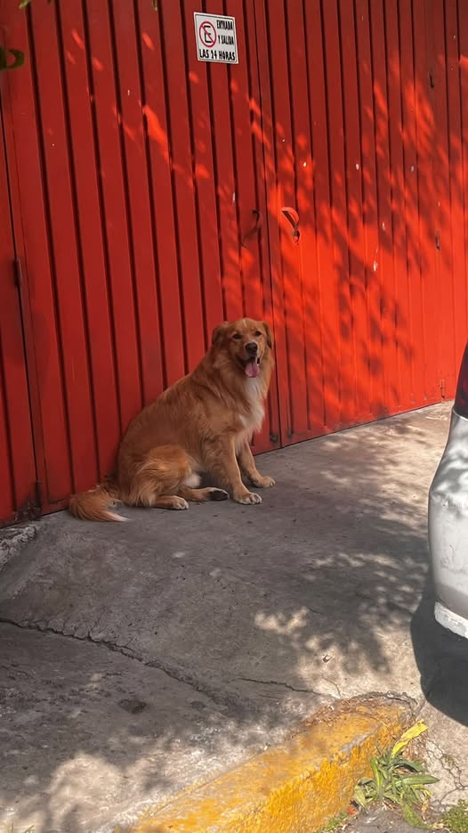 Foto del avistamiento de perro