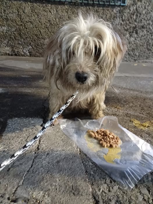 Dog sighting photo