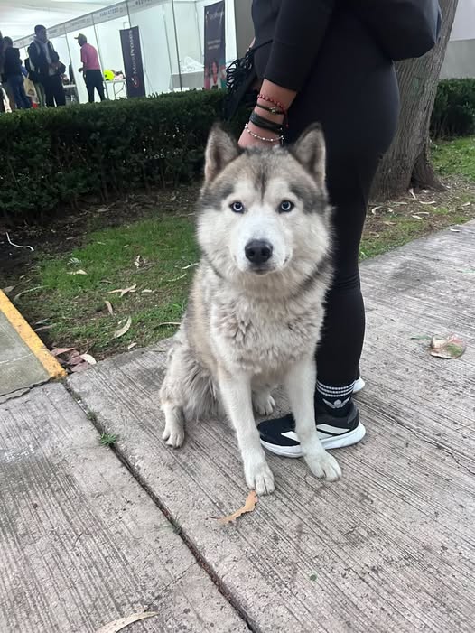Foto del avistamiento de perro