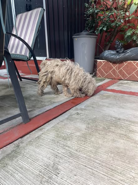 Dog sighting photo