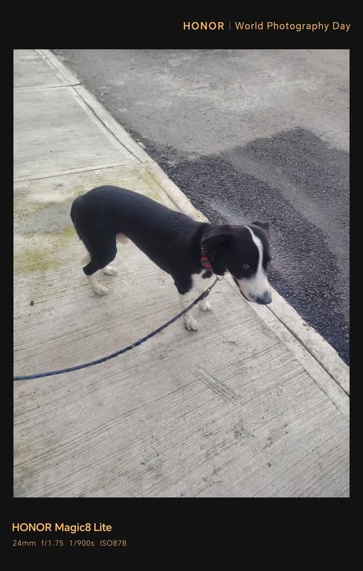 Dog sighting photo