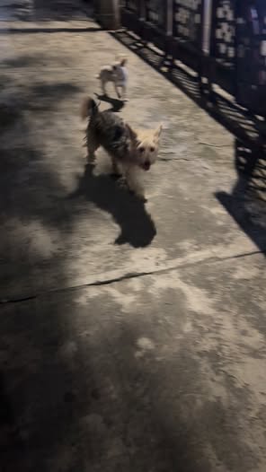 Dog sighting photo