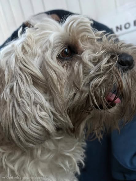 Dog sighting photo