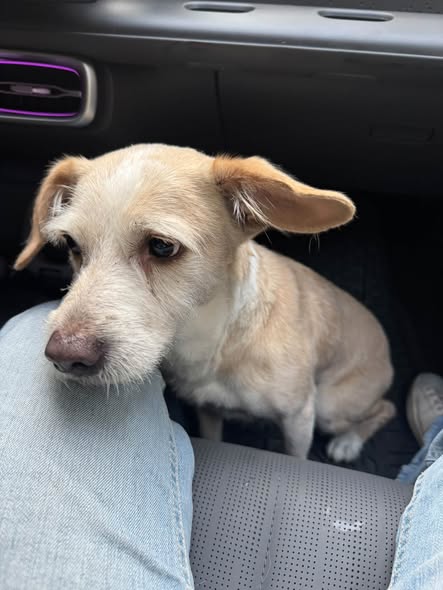 Dog sighting photo
